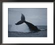 Breaching Humpback Whale by Michael Nichols Limited Edition Print