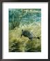 Rare Suwannee Cooter Turtle Swims Through Clear Florida Waters by Bill Curtsinger Limited Edition Print