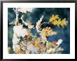Gambel Oak (Quercus Gambelli), Fall Color Leaves With Snow, Coconino National Forest, Arizona by Rich Reid Limited Edition Print