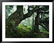 Ancient Fir Trees In Forest by Norbert Rosing Limited Edition Print