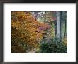 Japanese Maple Trees by Darlyne A. Murawski Limited Edition Print