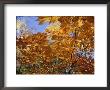 Brilliant Yellow Japanese Maples (Acer Japonicum) Exhibit Fall Colors by Darlyne A. Murawski Limited Edition Print