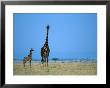 A Pair Of Giraffes, Including A Juvenile, Stand At Attention by Michael Nichols Limited Edition Pricing Art Print
