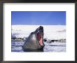 A Southern Elephant Seal, Mirounga Leonina, With Mouth Wide Open by Bill Curtsinger Limited Edition Print
