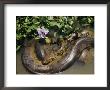An Anaconda Basks In The Sun Next To Some Flowers In A River by Ed George Limited Edition Print