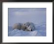 A Polar Bear Cub (Ursus Maritimus) Rests On Its Mothers Shoulder by Tom Murphy Limited Edition Print