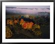 Fog Hangs Over Trees Decorated With Autumn Colors In A West Virginia Valley by Jodi Cobb Limited Edition Pricing Art Print