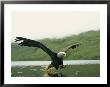 An American Bald Eagle In Flight Over Water Hunting For Fish by Klaus Nigge Limited Edition Pricing Art Print