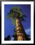 Giant Sequoias In Sequoia National Park, California by Rich Reid Limited Edition Print