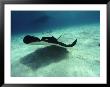 Stingray, Cayman Islands, West Indies by Joe Stancampiano Limited Edition Pricing Art Print