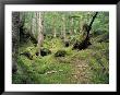 A Mossy Woodland View On Queen Charlotte Island by Bill Curtsinger Limited Edition Print