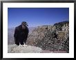 A Tagged Black Vulture On A Ledge Of The Grand Canyons South Rim by Richard Nowitz Limited Edition Print