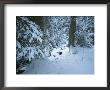 A Snow-Covered Black Forest Scene With An Ice-Covered Stream by Taylor S. Kennedy Limited Edition Print