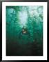 A Diver Exploring A Forest Of Giant Kelp by Wolcott Henry Limited Edition Pricing Art Print