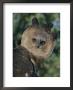 Captive Harpy Eagle by Roy Toft Limited Edition Print