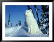 Arctic Fox by Norbert Rosing Limited Edition Print