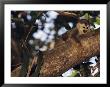 Squirrel Monkey In Tree by Steve Winter Limited Edition Pricing Art Print