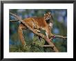 A Captive Cougar by Paul Nicklen Limited Edition Print