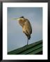 A Great Blue Heron Perches On A Rooftop In The Gulf Islands National Seashore by Raymond Gehman Limited Edition Print
