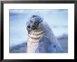 A Portrait Of A Northern Elephant Seal Looking Over Its Shoulder by Rich Reid Limited Edition Print