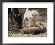 A Young South American River Otter Is Investigated By Two Dogs by Nicole Duplaix Limited Edition Pricing Art Print