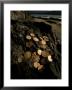 Ancient Coins From A Shipwreck by Bates Littlehales Limited Edition Print