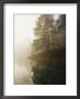 Early Morning Fog In The Trees Around Otter Lake by Raymond Gehman Limited Edition Print