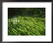 Aquatic Grasses Bend With The Flow Of A Waterway by Raymond Gehman Limited Edition Print