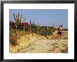A Woman Jogs On A Dirt Road In Baja California State by Jimmy Chin Limited Edition Pricing Art Print