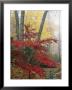 Japanese Maple Leaves In The Fall by Darlyne A. Murawski Limited Edition Print