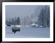 Snow Dusted American Bison Forage Near A Steaming Geyser by Tom Murphy Limited Edition Print