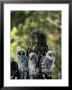 Female Great Gray Owl And Her Three Babies by Michael S. Quinton Limited Edition Print