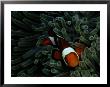 A False Clown Anemonefish Floats Through Sea Anemone Tentacles by Wolcott Henry Limited Edition Print
