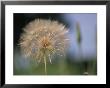 A Close View Of A Dandelion Seed Head by Heather Perry Limited Edition Print
