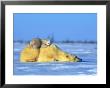 Polar Bear With Young by Norbert Rosing Limited Edition Pricing Art Print