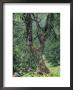 Fir Tree Forest With Wildflowers, Berchtesgaden National Park by Norbert Rosing Limited Edition Print