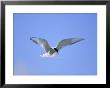 An Arctic Tern Hovers In Mid-Air by Norbert Rosing Limited Edition Print
