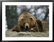 A Grizzly Bear At Rest On The Edge Of The Larson Bay Dump by Joel Sartore Limited Edition Print