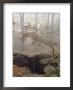 Japanese Maple Trees In The Fog In A Japanese Garden by Darlyne A. Murawski Limited Edition Print