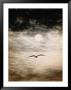 A Silhouetted Frigate Bird Takes Flight In A Stangely Lit Daytime Sky by Paul Chesley Limited Edition Pricing Art Print