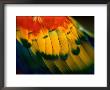 Close View Of The Wing Of A Colorful Bird by Todd Gipstein Limited Edition Print