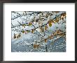View Of Snow-Laden Poplar Branches by Raymond Gehman Limited Edition Print