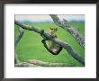 A Young Lion Cub Tries To Hold On To A Tree Branch by Beverly Joubert Limited Edition Print