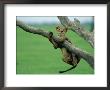 A Lion Cub Hangs From A Branch by Beverly Joubert Limited Edition Print
