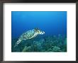 An Endangered Hawksbill Turtle Swims Along The Sea Floor by Brian J. Skerry Limited Edition Print