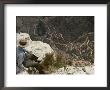 A Park Ranger Views A Twisting Hiking Trail From High Above by Walter Meayers Edwards Limited Edition Print