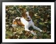 Portrait Of A Brittany Spaniel Puppy by Paul Damien Limited Edition Print