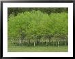 Aspen Trees Wear The Vivid Green Of New Growth In Black Hills National Forest by Phil Schermeister Limited Edition Print