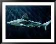 A Sand Bar Shark by George Grall Limited Edition Print