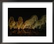 Lionesses And Cubs Drink From A Watering Hole At Night by Beverly Joubert Limited Edition Print